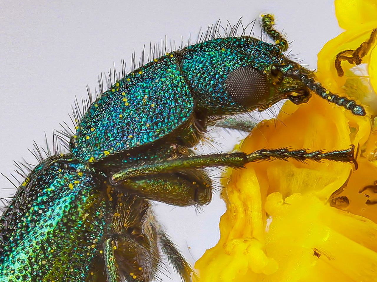 Dasytidae - Psilothrix viridicoerulea